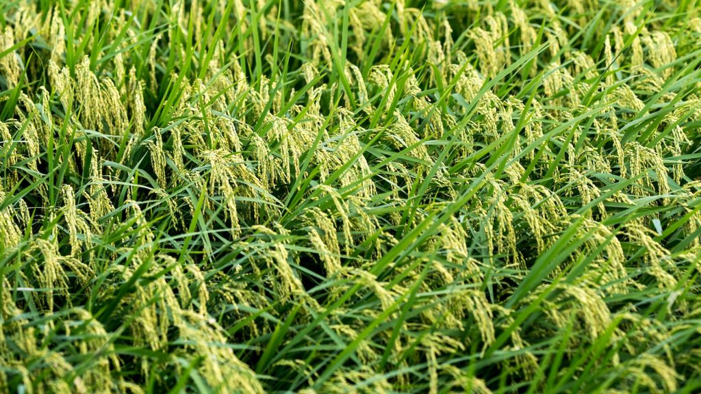 Noodels De Arroz Bienestarvalencia Cuida Tu Salud