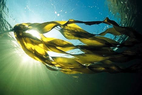 Las algas - imprescindibles para una alimentación sana