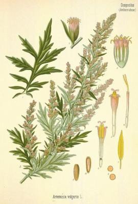 Moxa Artemisa vulgaris acupuntura valencia