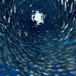 dietetica china-elemento agua-pescado azul-acupuntura catarroja