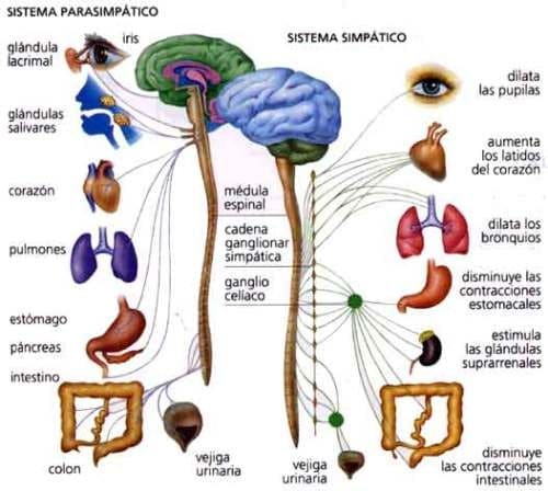 sistema nervioso autonomo