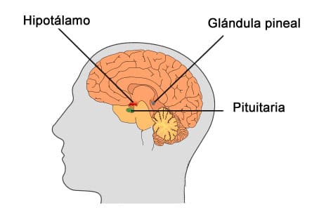 hipotalamo pituitaria pineal