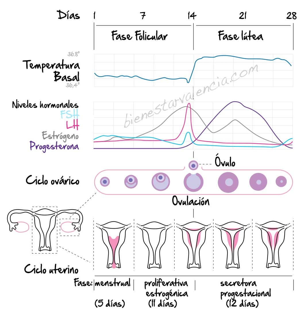 control del ciclo menstrual