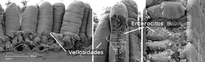 celulas-intestinales
