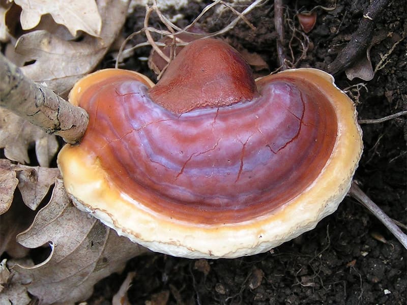 ganoderma_lucidum_reishi