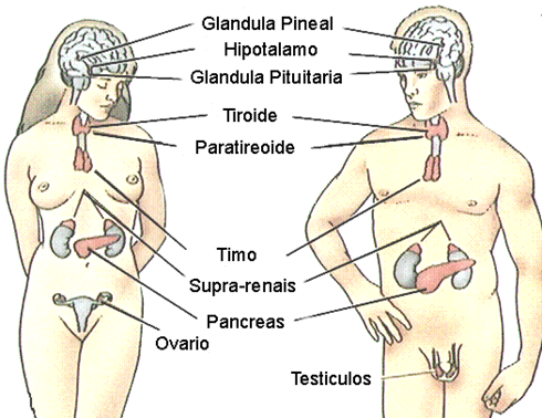 obesógenos - sistema endocrino