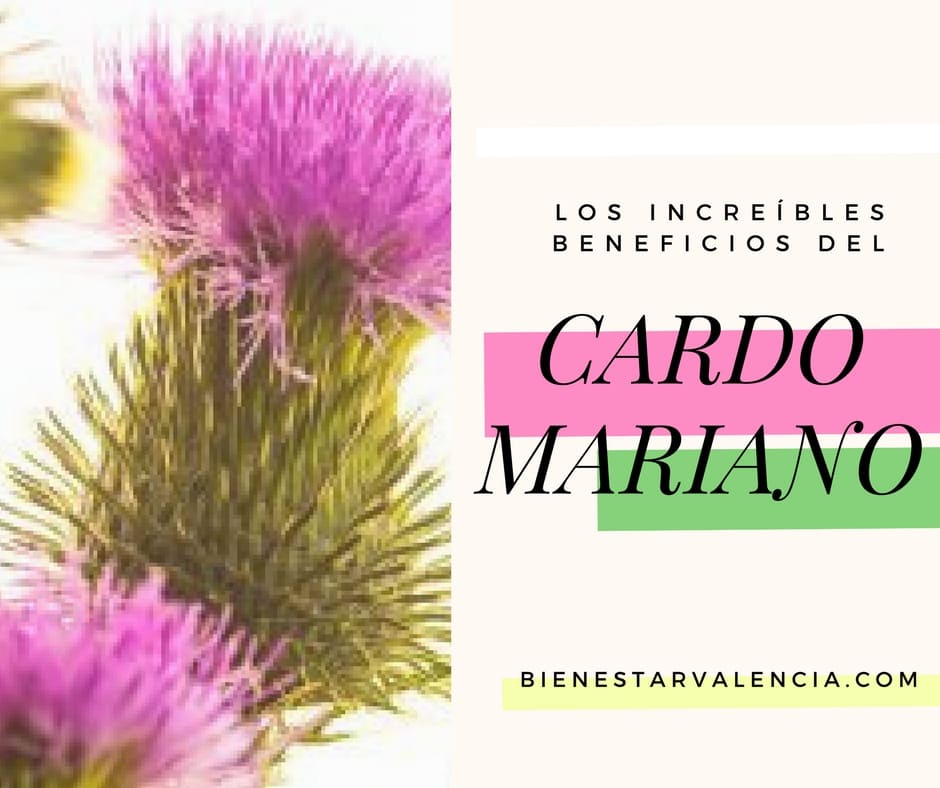 Cardo Mariano - sus increíbles propiedades