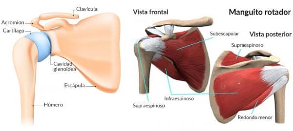 Patologías del Hombro | Artrosasun Cirugía Articular Bilbao