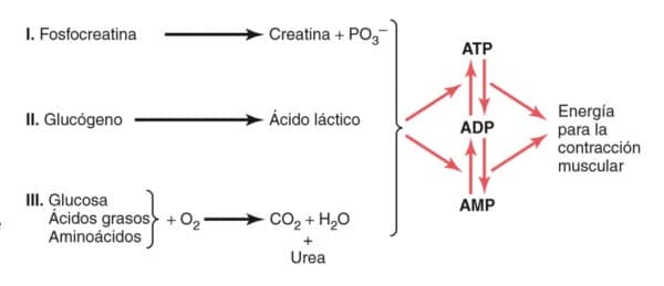 Qué tipo de actividad deportiva utiliza cada uno de los sistemas energéticos?