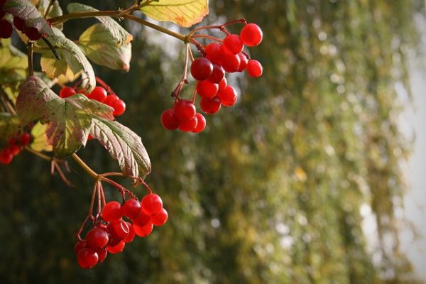 Qué significa guisantes