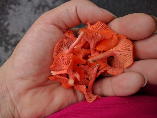 Cantharellus cornucopioides
