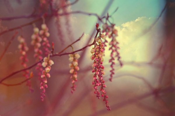 10 variedades de pan