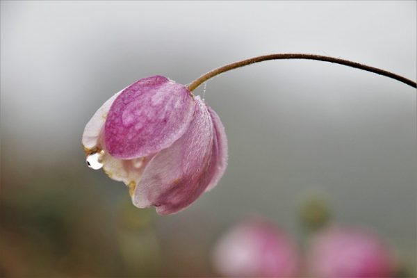 Propiedades del guisantes