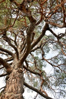 Arbol de clavo de olor