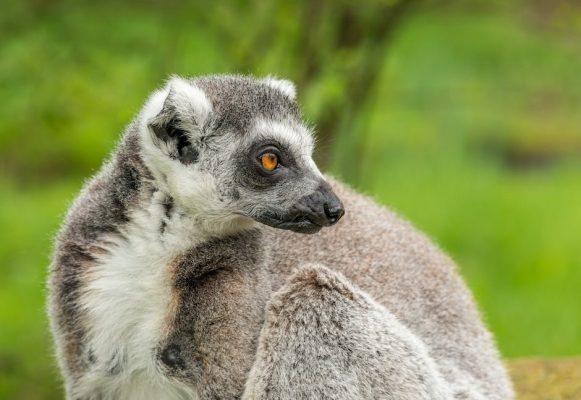 Madagascar tiempo