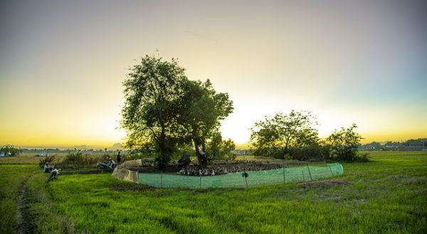 1. ¿Qué es la Matalauva y cuáles son sus beneficios para la salud?