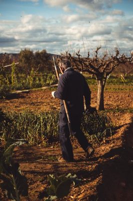 Semilla de cañamo propiedades