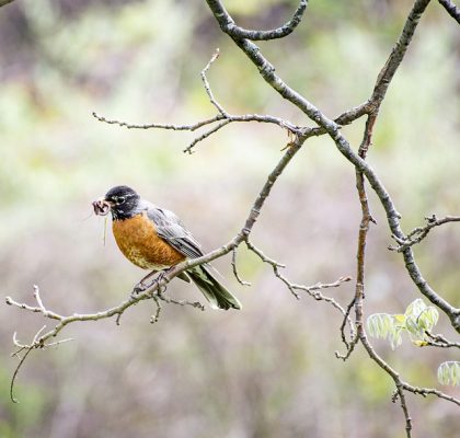 Arbol de donde se saca la canela