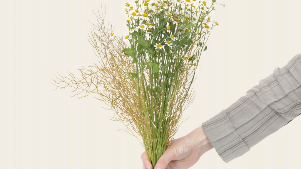 Manzanilla con anís propiedades y contraindicaciones