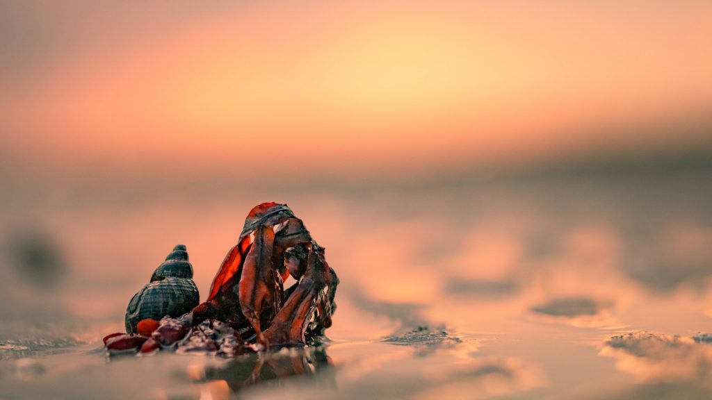 Alga agar agar en polvo