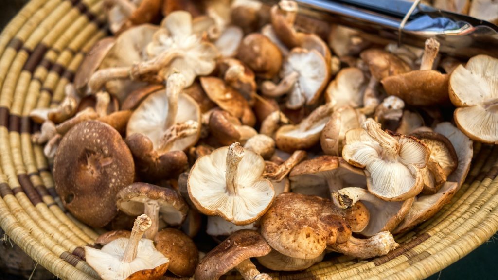 Shiitake: propiedades