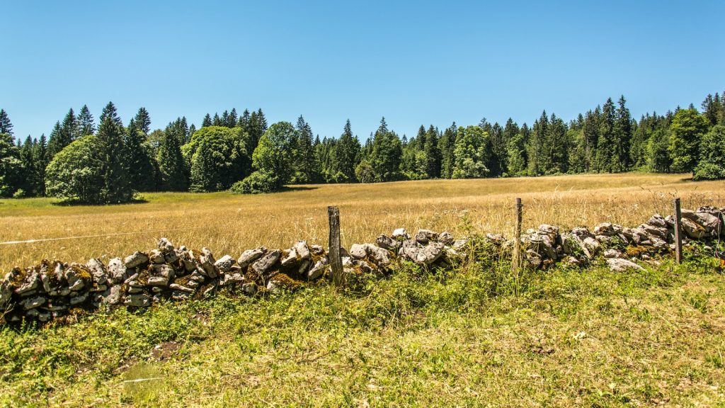 Que es el polen de abeja y para que sirve