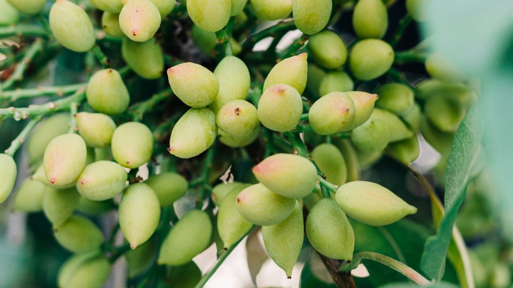 Pistachos y colesterol