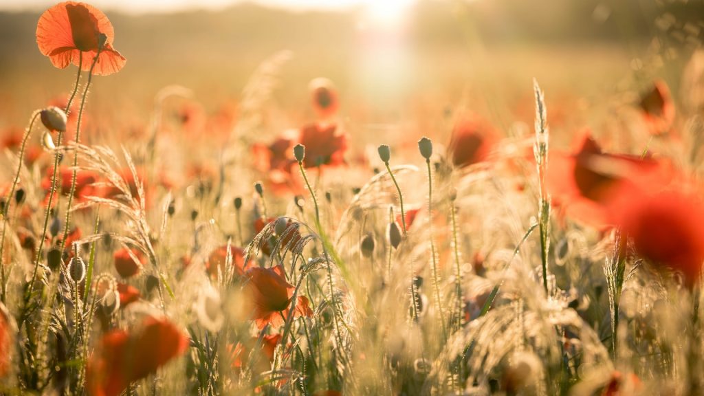 Semillas de amapola propiedades y contraindicaciones