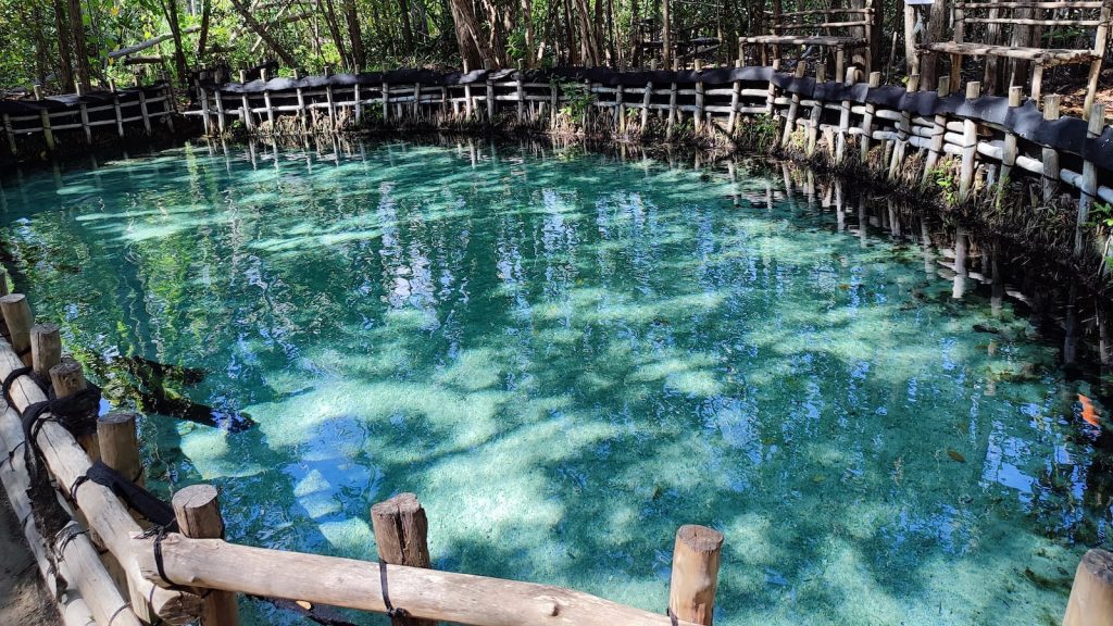 Levadura nutricional ecologica