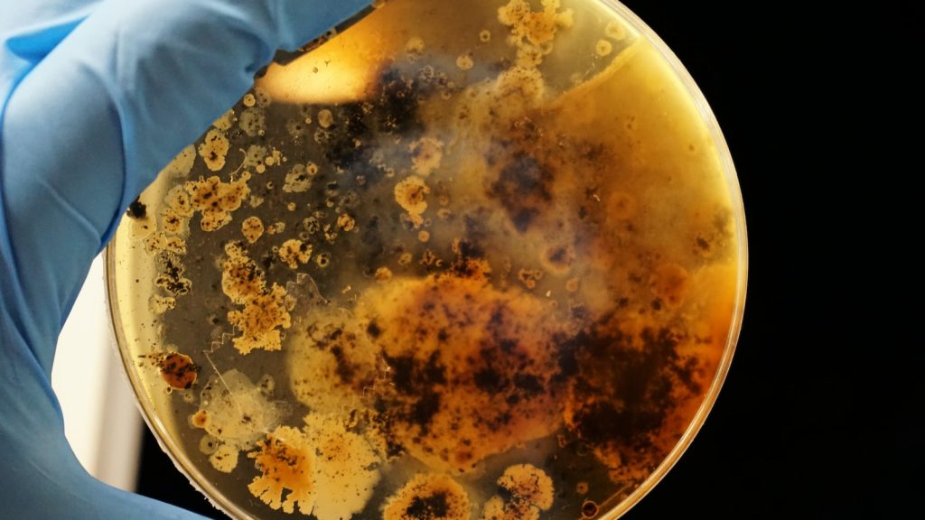 Tarta de queso con agar agar