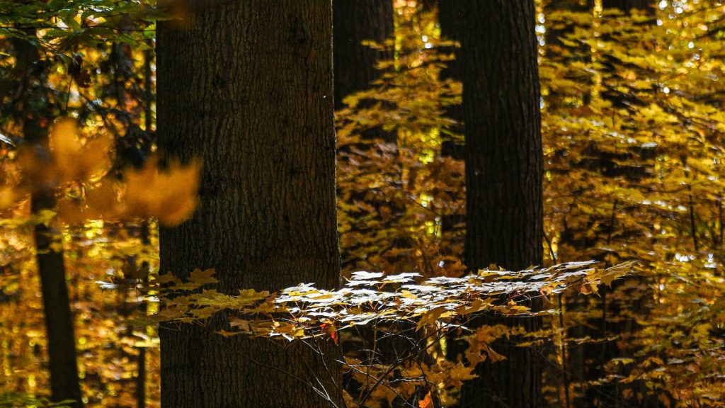 Marcas de miel 100 natural