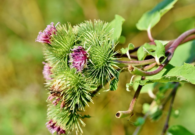 Usos de la bardana