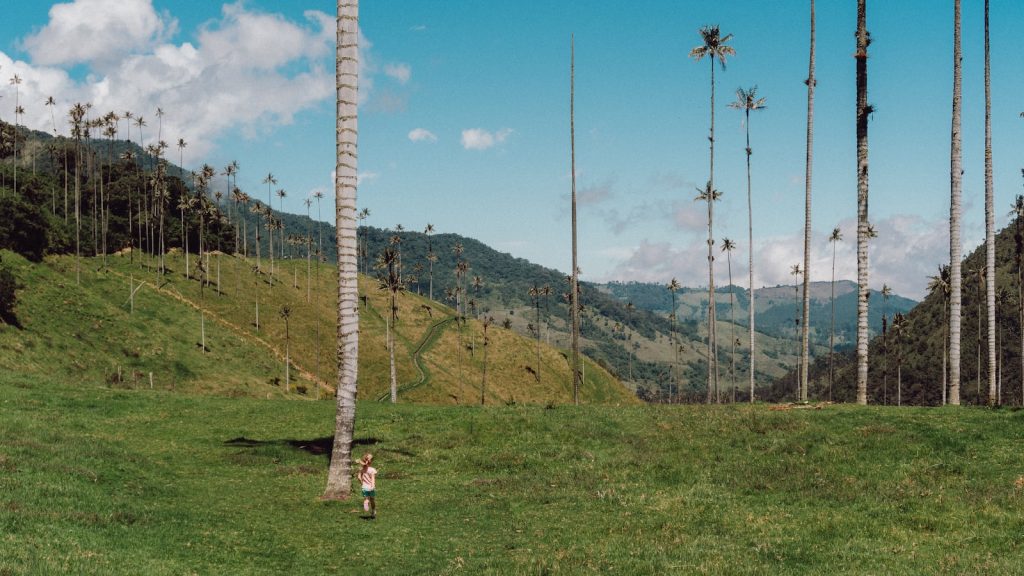 Semola de trigo receta