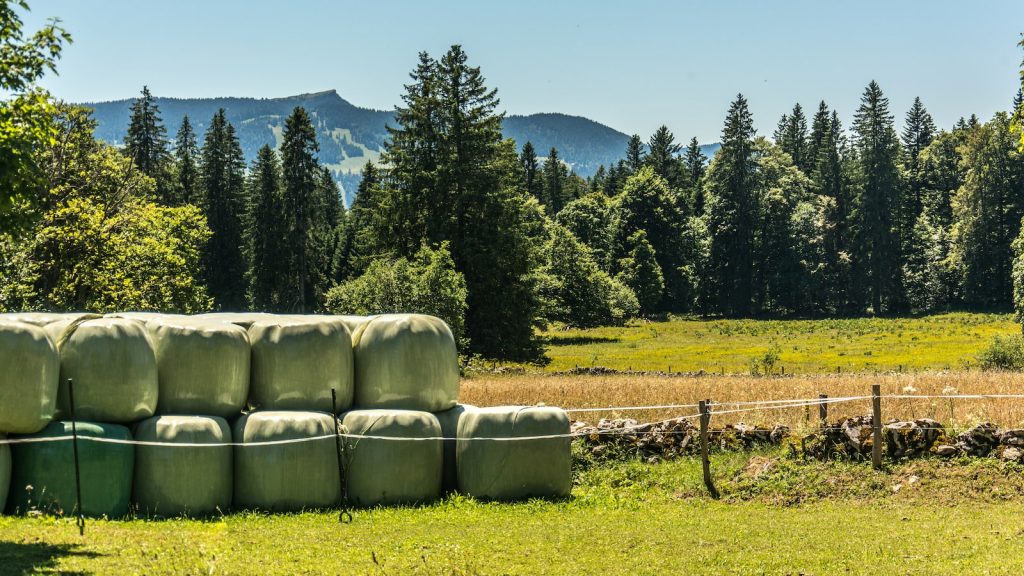 Como consumir semillas de chia