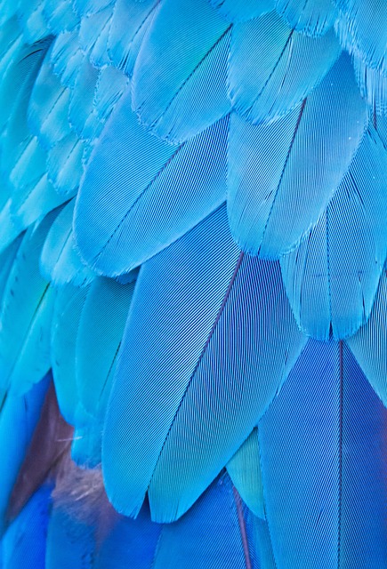 Panallets de piñones
