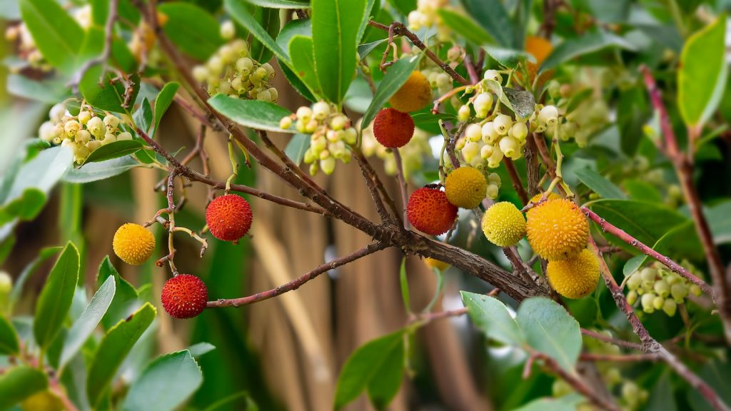 Madroño propiedades