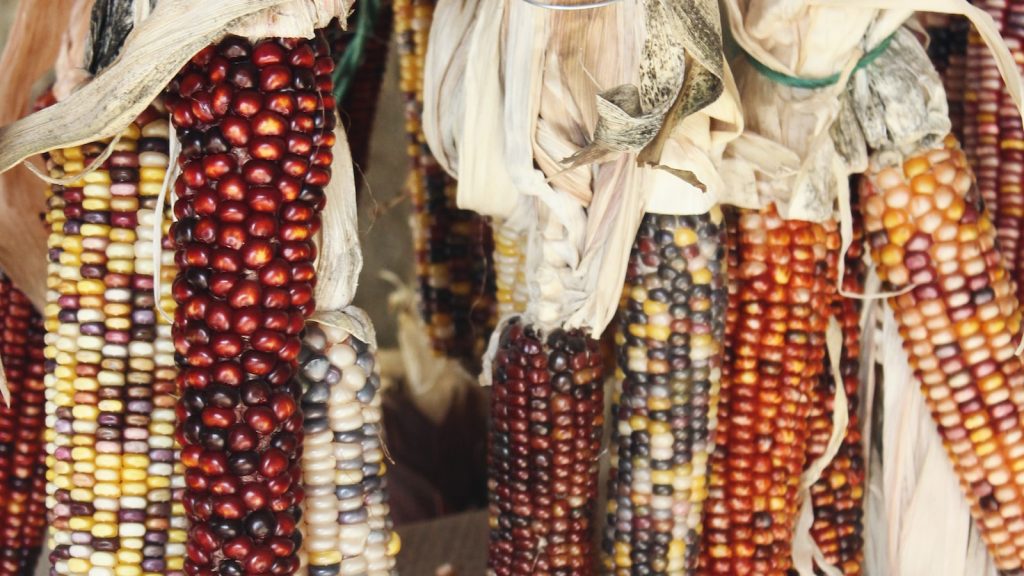 Maiz fruto seco