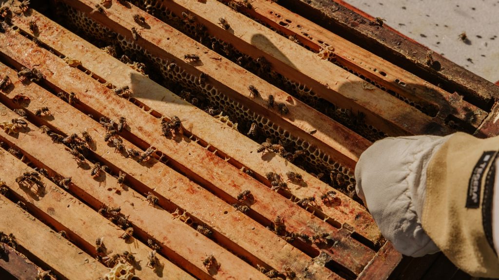 Colmena natural de abejas