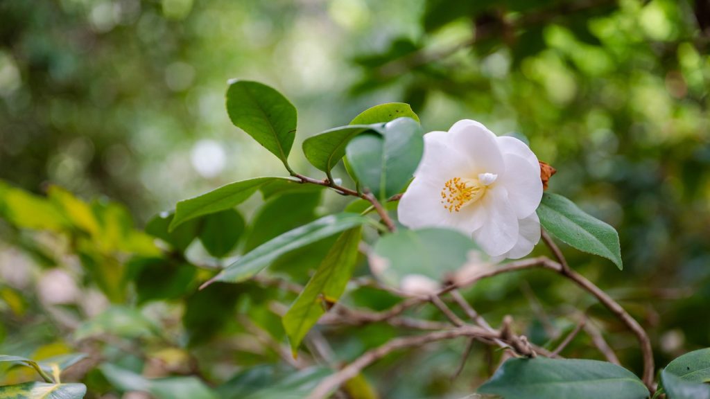 Colageno marino propiedades