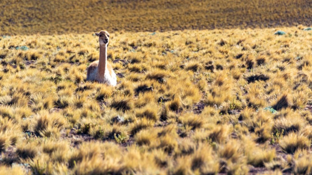 Dieta de avena y yogurt