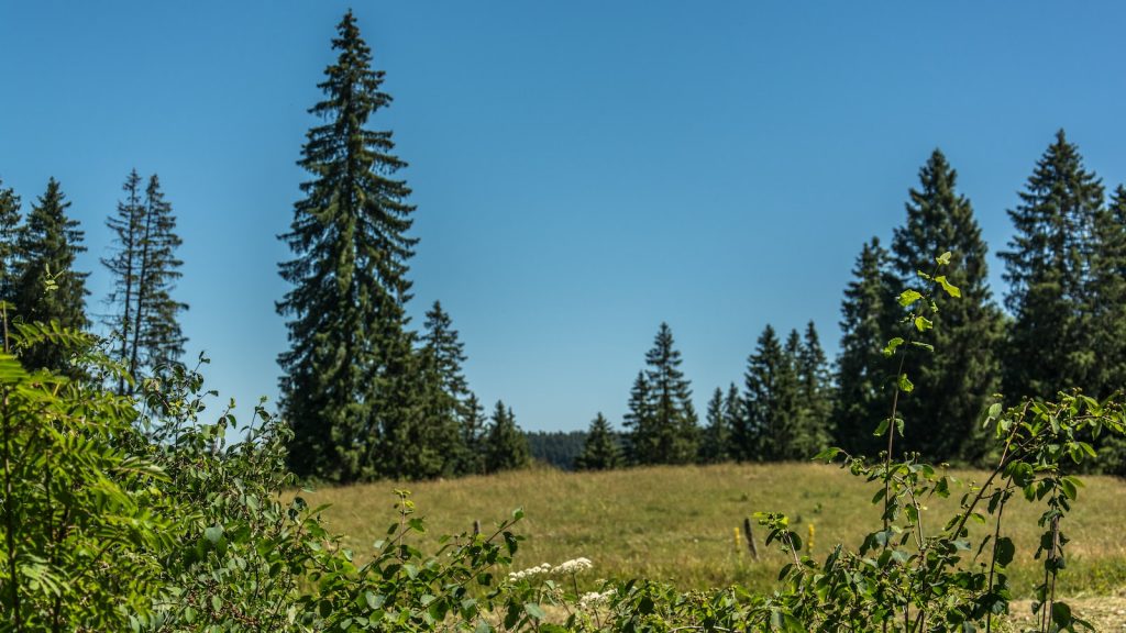 Roscon de reyes fruta verde