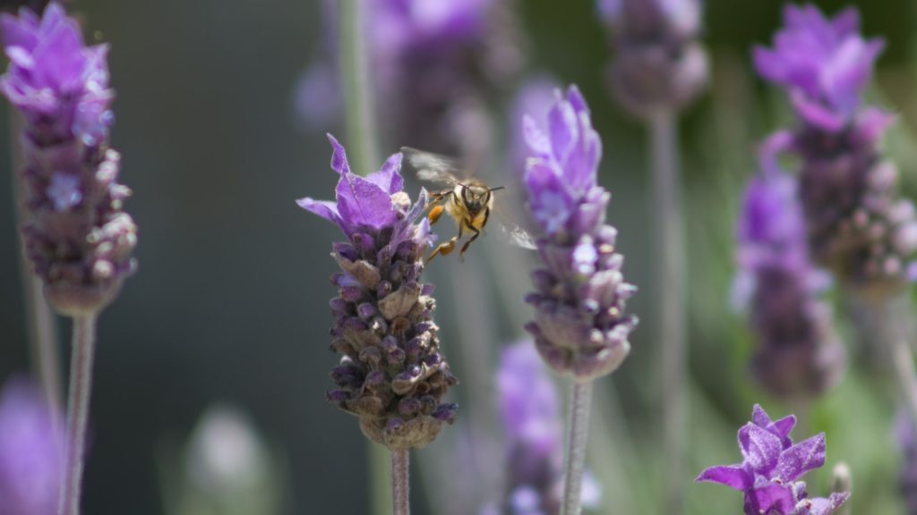 Abeja reina tamaño real