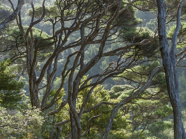 Manuka world