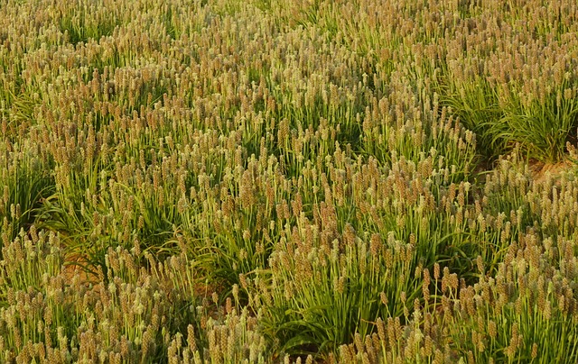 Laxante psyllium