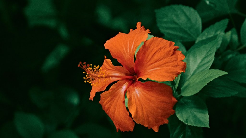 Hibisco efectos secundarios