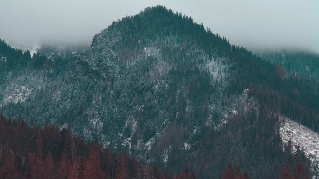 Histidina propiedades