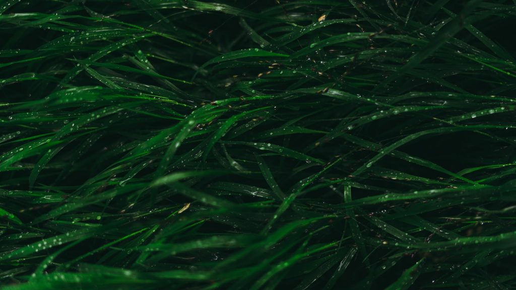 Algas para adelgazar