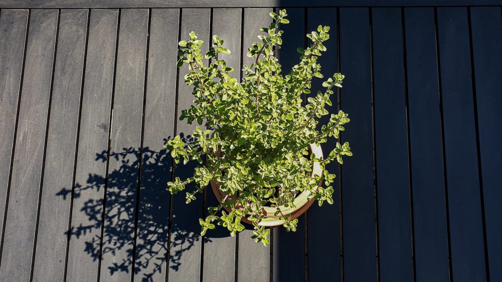 Para que se utiliza el oregano en la cocina