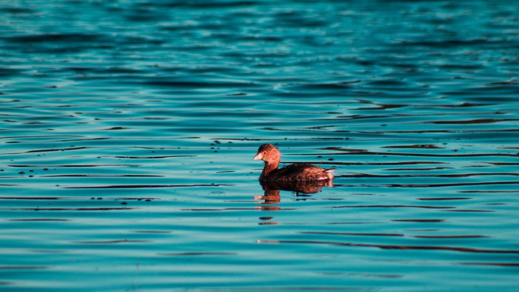 Verde granel badalona