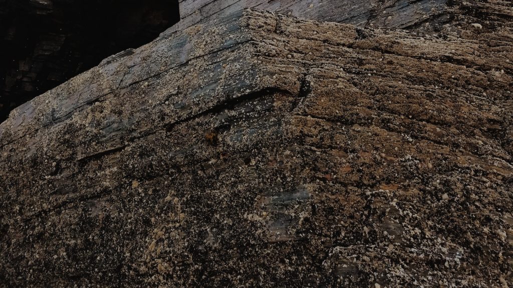 Aceite de girasol propiedades y contraindicaciones